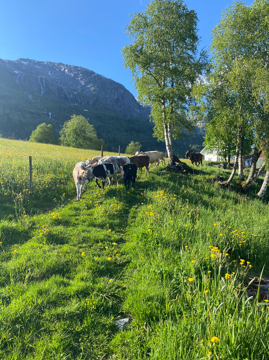 Sommarhelsing frå garden vår!